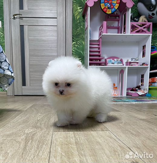 Мальчик и девочка промеранмкий шпиц