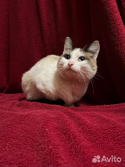 Отдадим кошечку в добрые руки