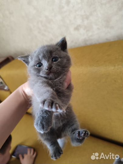 Британские котята