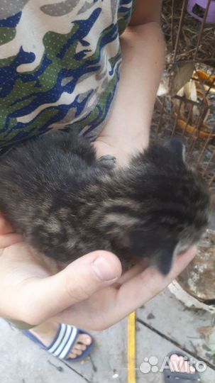 Отдам котят в 