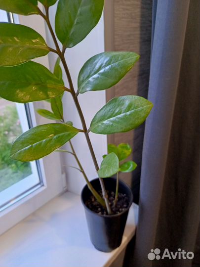 Замиокулькас