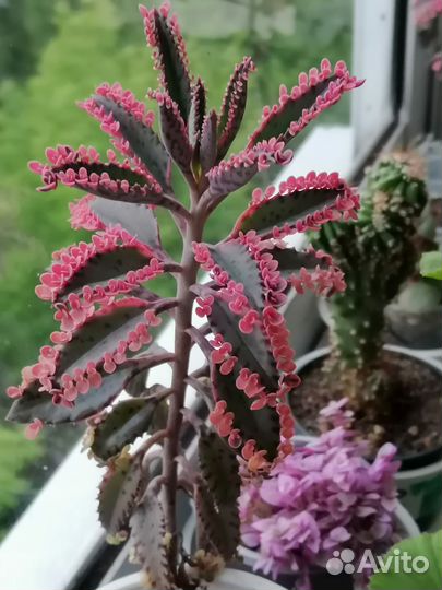 Разные цветы для дома