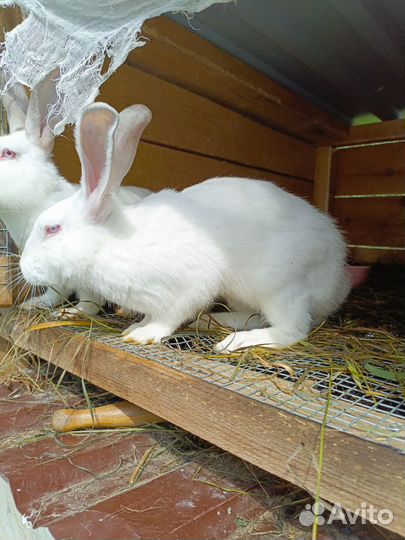 Кролики мясных пород