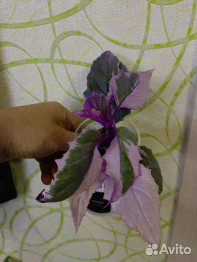 Гинура вариегатная