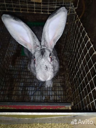 Продам кроликов