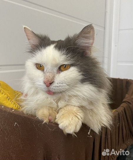 Кошечка Василиса