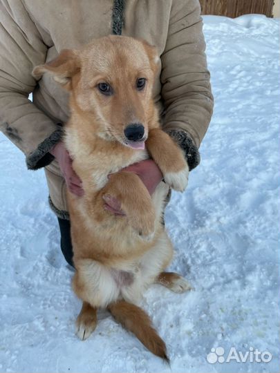 Собака в добрые руки