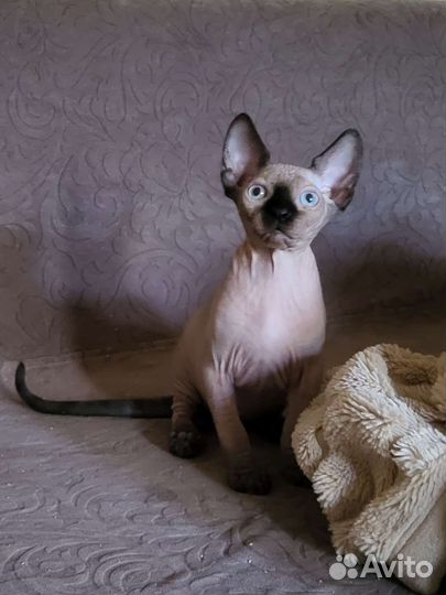 Канадский сфинкс котенок