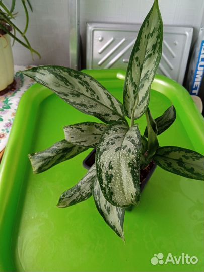Комнатные растения