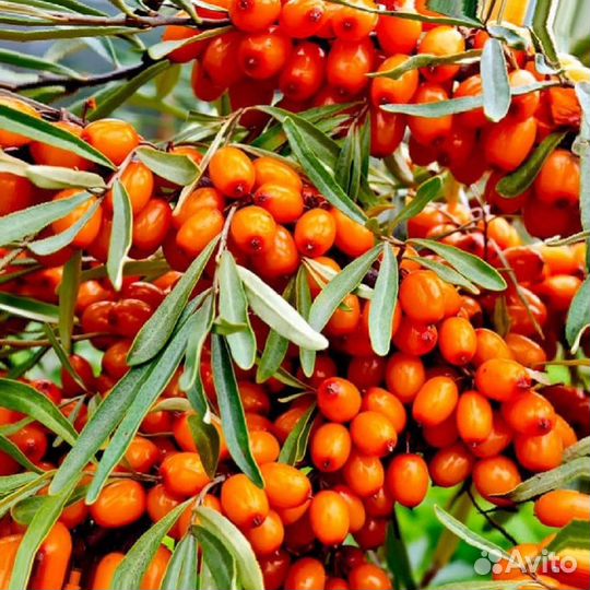 Облепиха саженцы