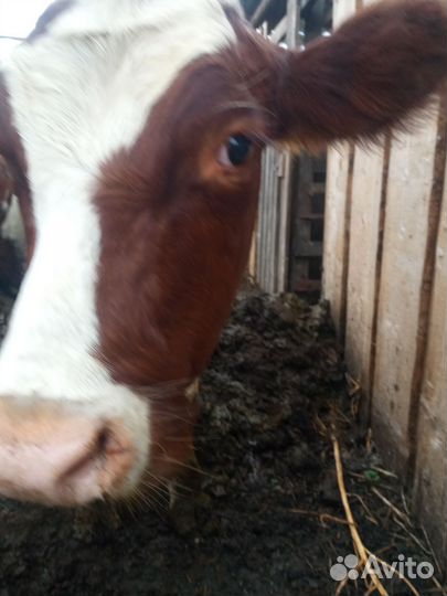 Коровы и телки стельные