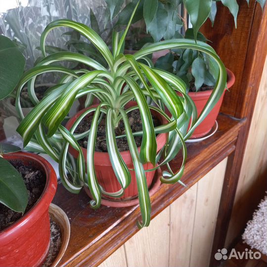 Хлорофитум кудрявый