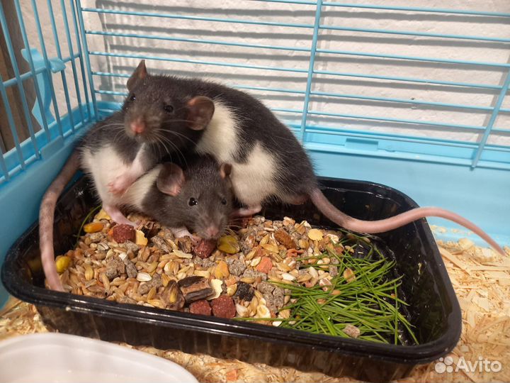 Крыса дамбо бесплатно