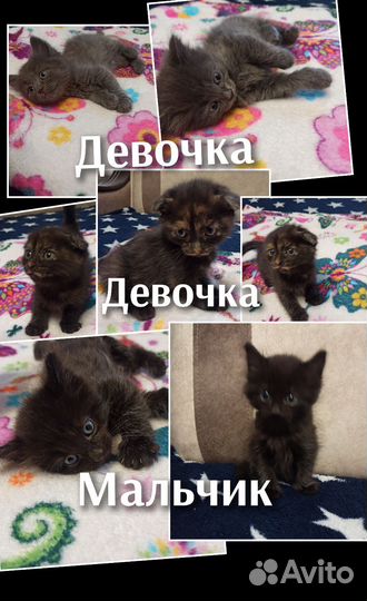 Домашние животные котята