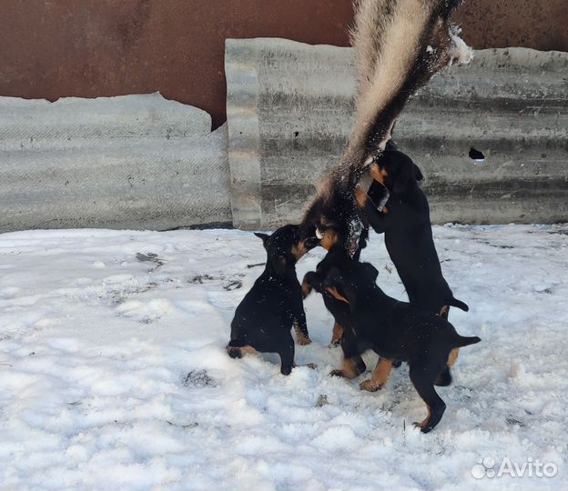 Щенки ягдтерьера