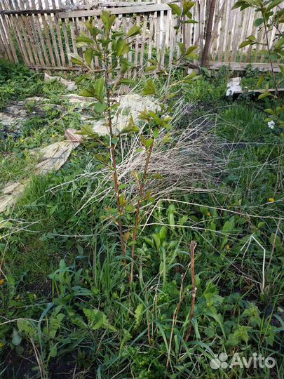 Крупная сортовая вишня саженцы