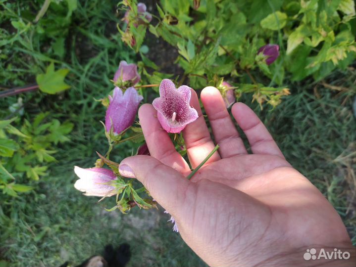 Колокольчики,Золотарник,Очиток