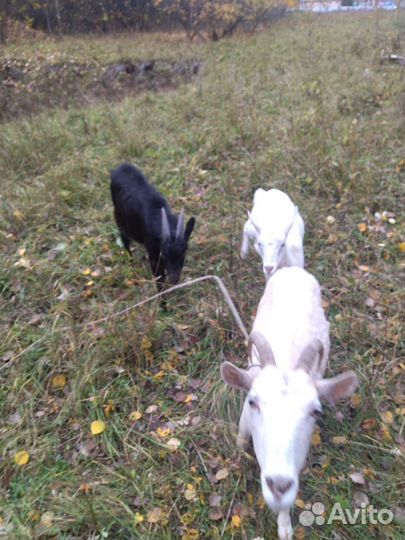 Коза нубийская