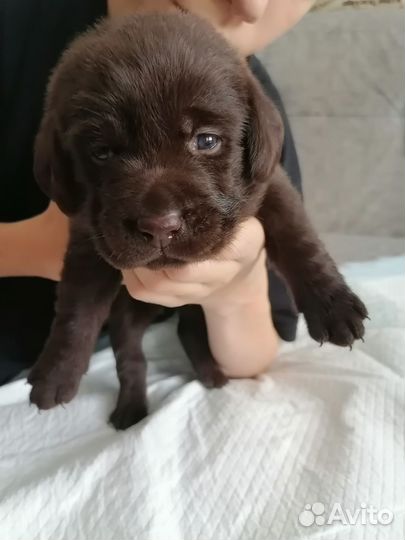 Щенки лабрадора шоколадные