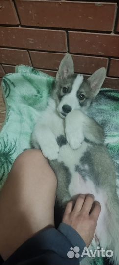 Щенок хаски/лайки