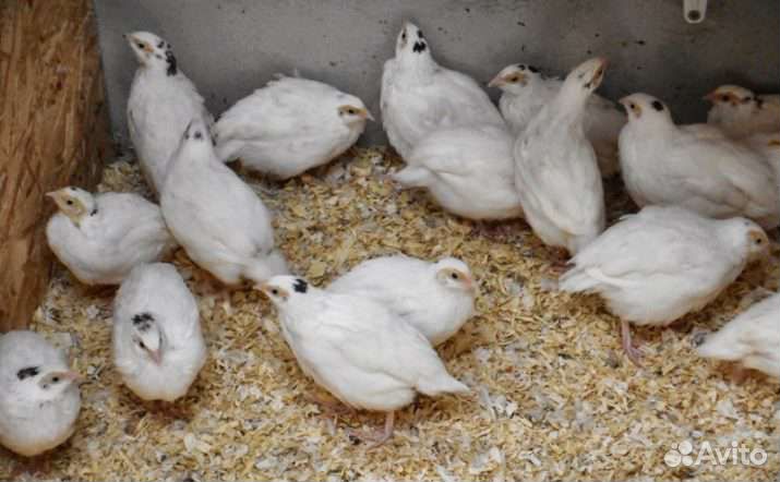 Перепела разного возраста