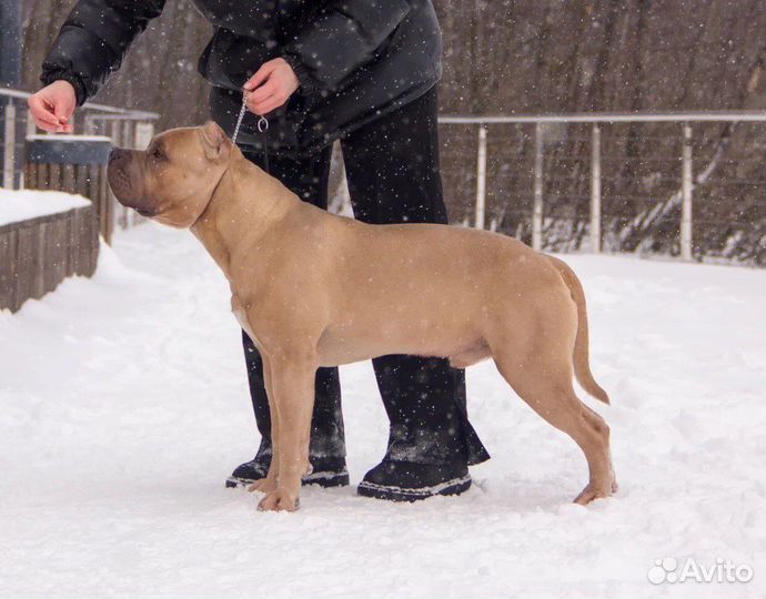 Американский булли вязка