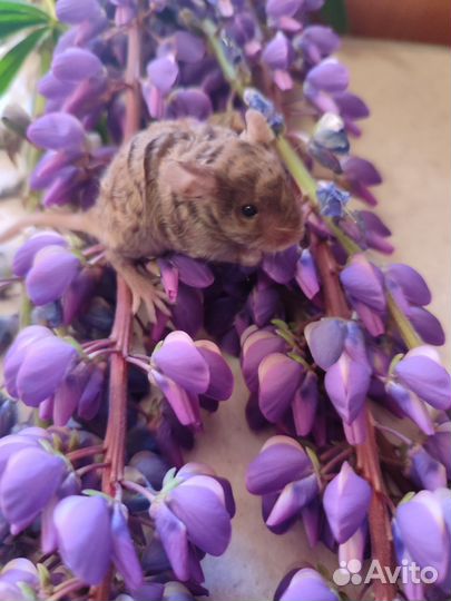 Мышь декоративные тексель сатиновые