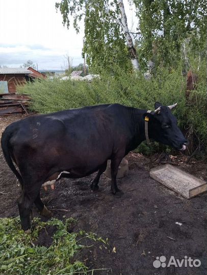 Коровы дойные