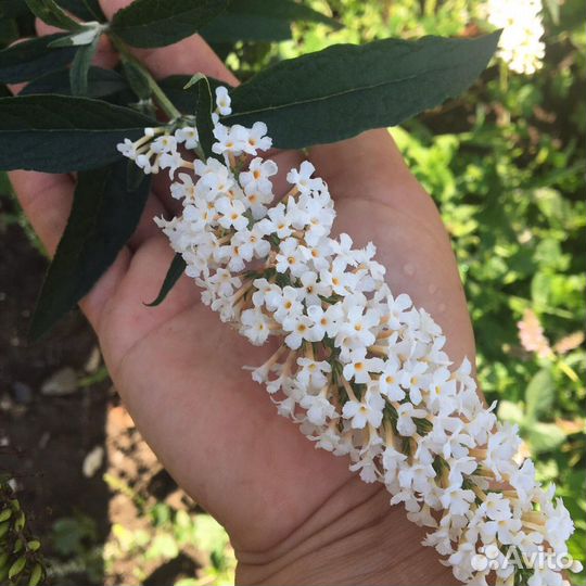 Будлея Давида