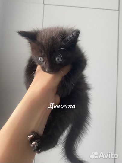 Отдам котенка