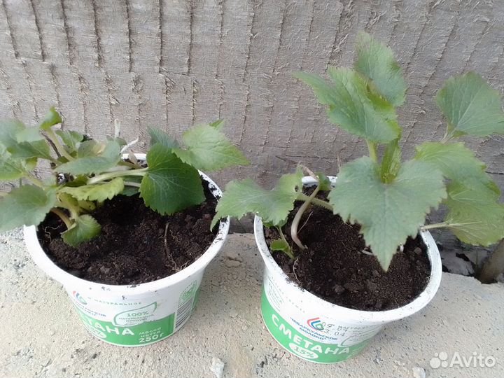 Многолетние цветы