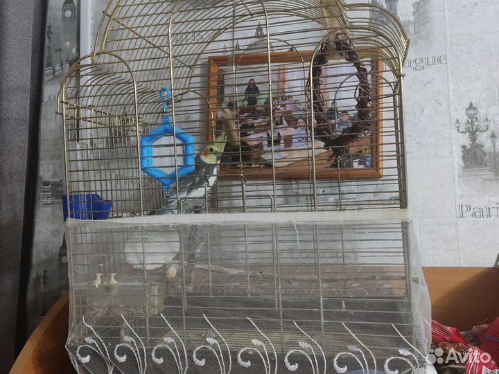 Продам корелла мальчик с клеткой
