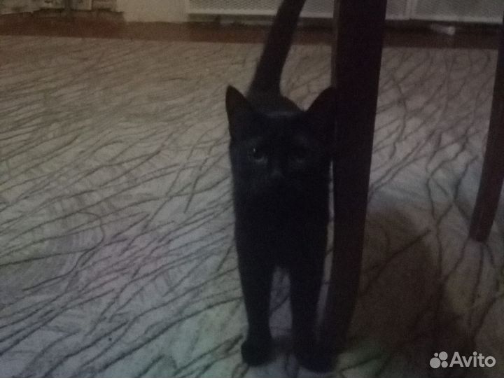 Британочка 6 месяцев