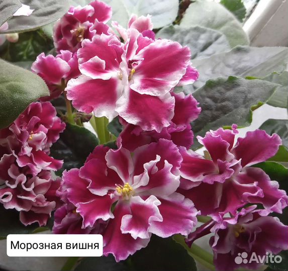 Детки сортовых фиалок