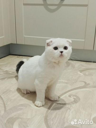 Шотландский вислоухий котик