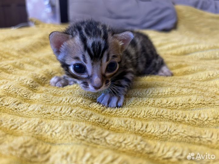 Бенгальские котята