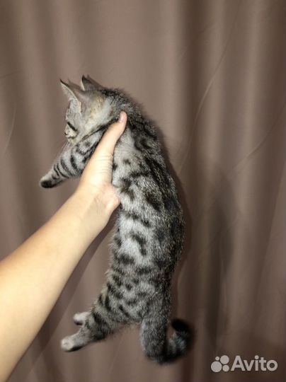 Котенок британский