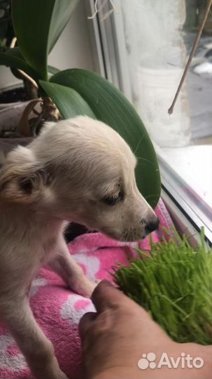 Щенок в добрые руки маленькой собаки мальчики