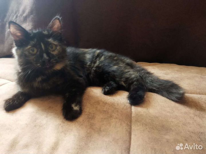 Черепашка и Черныш