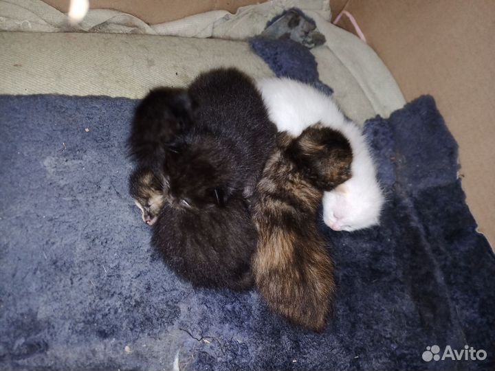Котенок в добрые руки с доставкой
