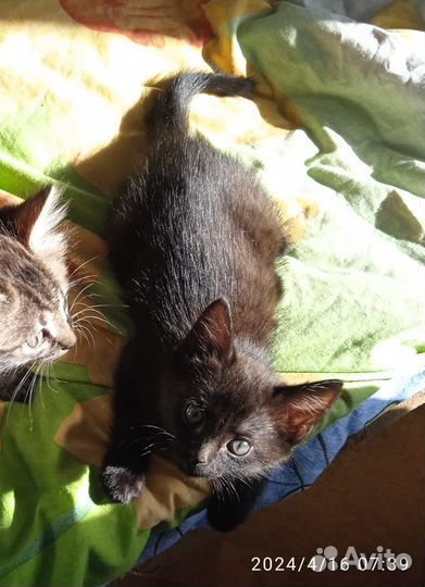 Коты отдам в добрые руки