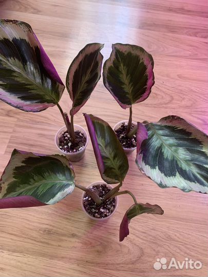 Филодендрон и др