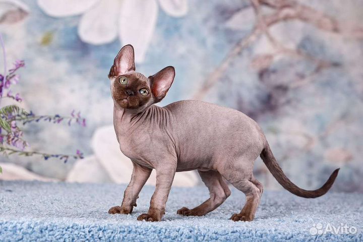 Эльф, Канадский сфинкс