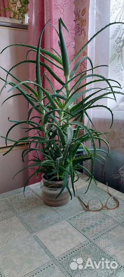 Алоэ лечебное