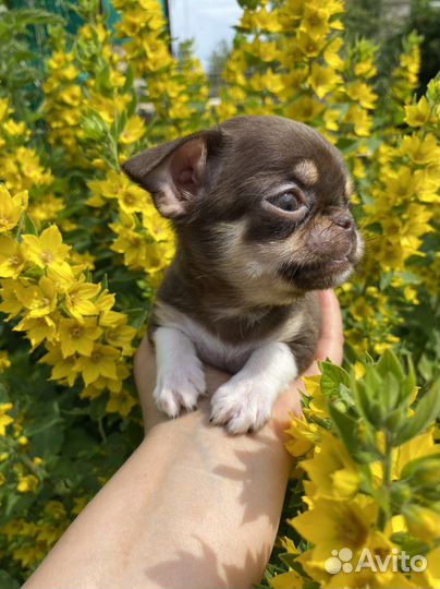 Мини крошки на ладошке