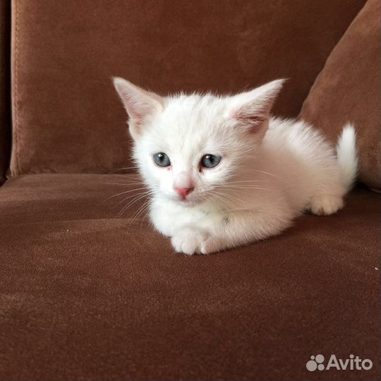 Котята породы 