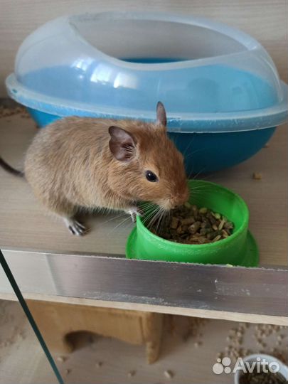 Дегу и шиншилла