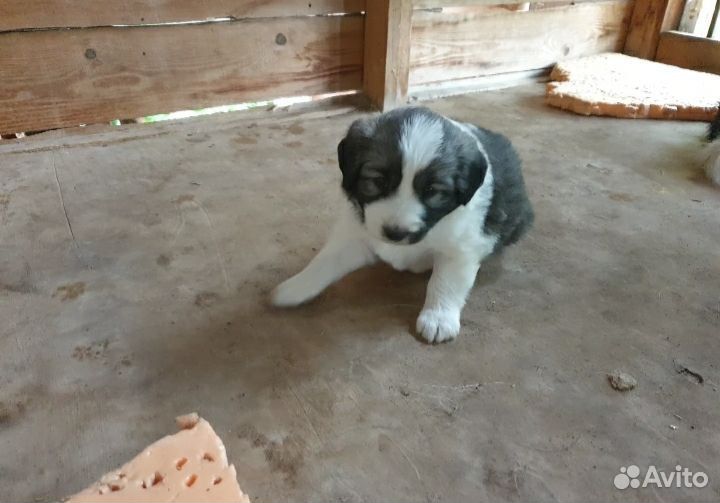 Щенки в добрые руки