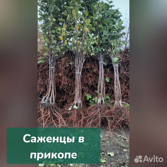 Саженцы яблонь Осеннего созревания