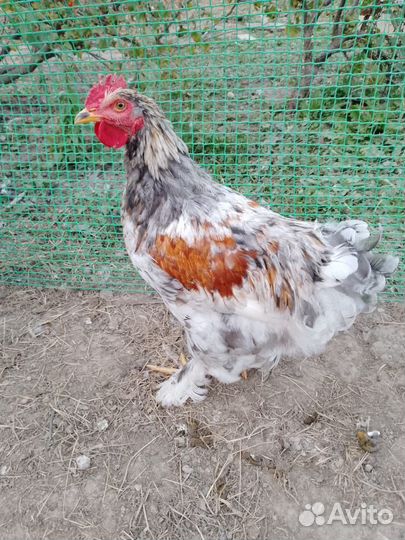 Молодые куры